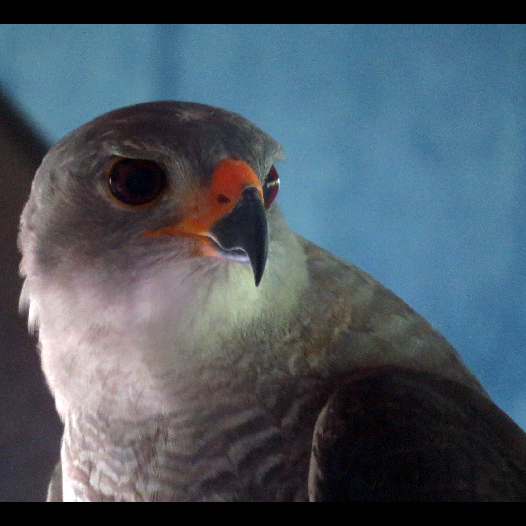 Светлый ястреб (Accipiter novaehollandiae) Фото №10