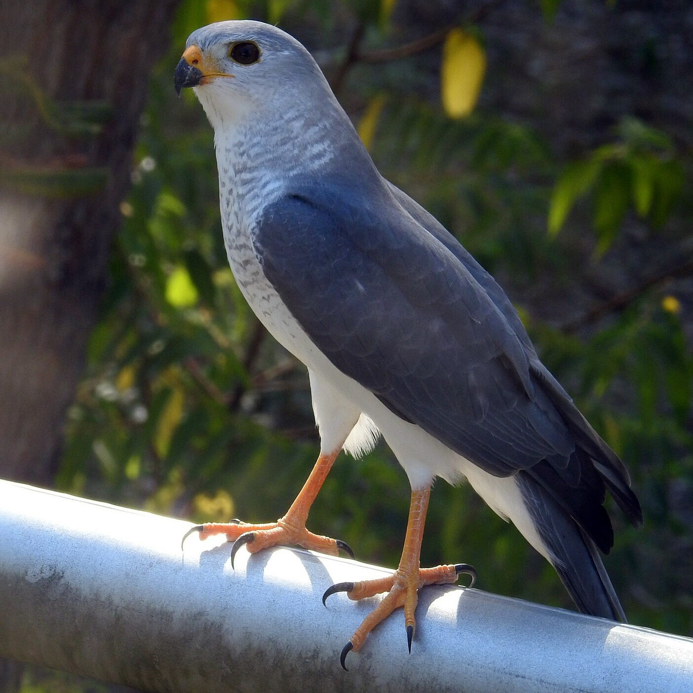 Светлый ястреб (Accipiter novaehollandiae) Фото №2