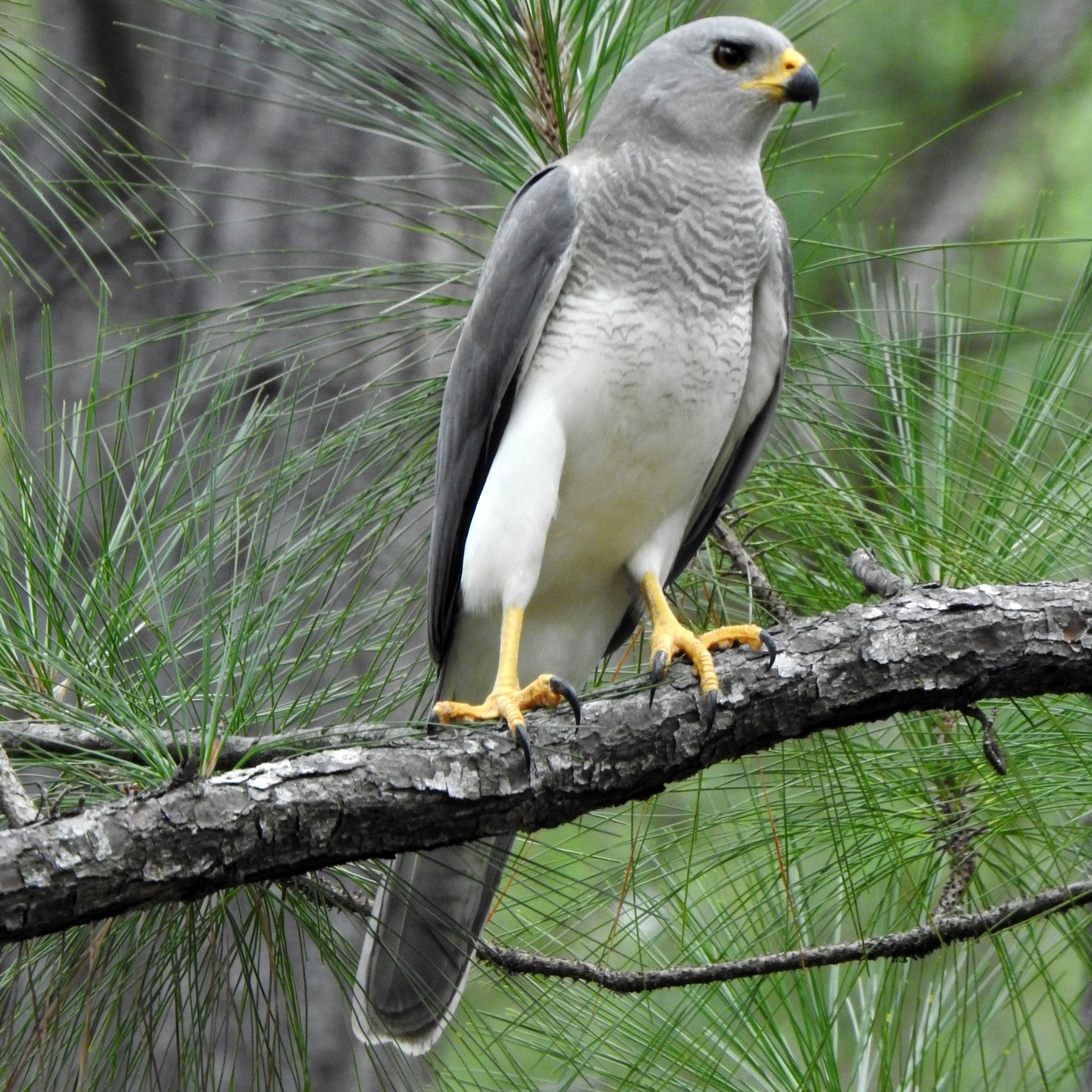 Светлый ястреб (Accipiter novaehollandiae) Фото №3