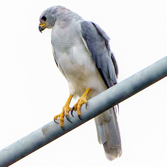 Светлый ястреб (Accipiter novaehollandiae) Фото №4