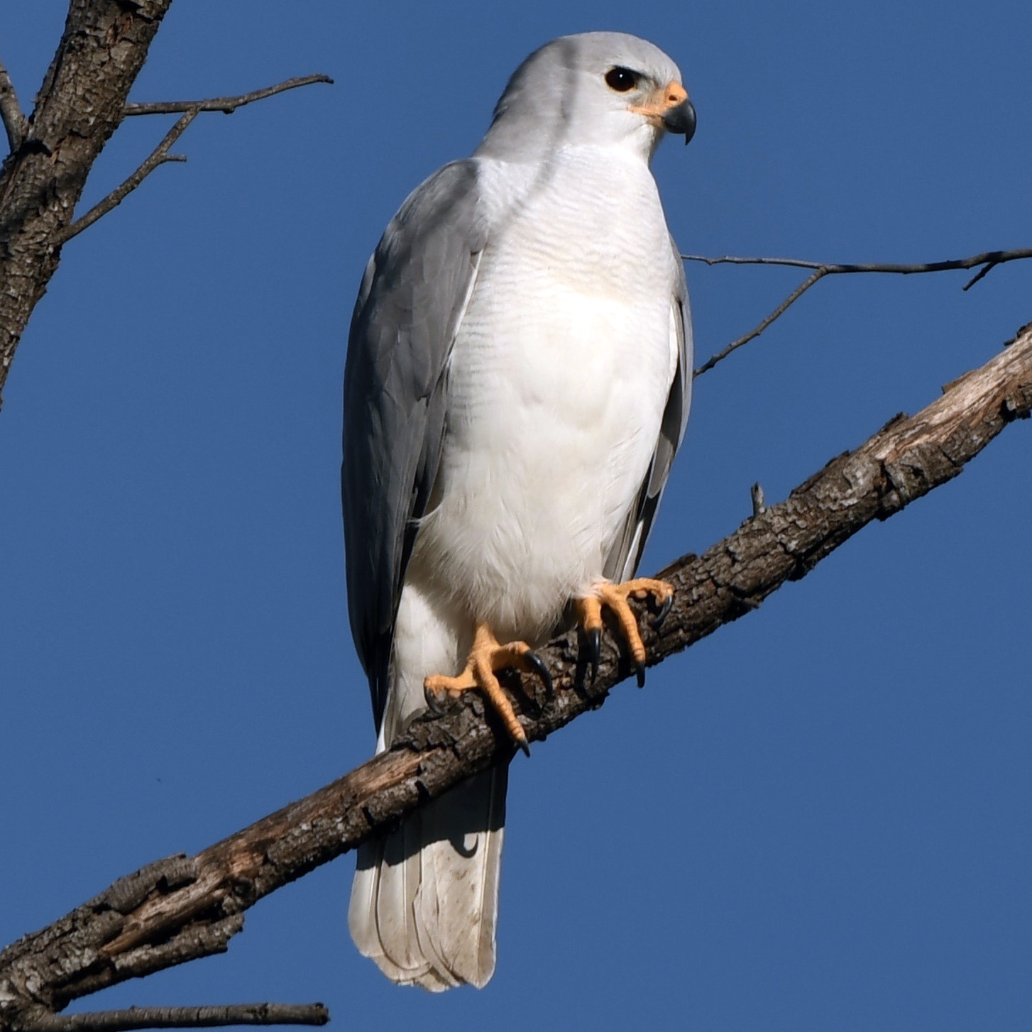 Светлый ястреб (Accipiter novaehollandiae) Фото №5