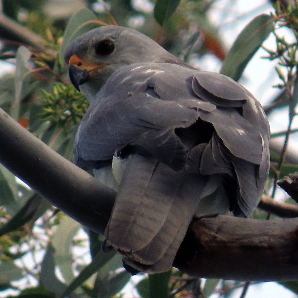 Светлый ястреб (Accipiter novaehollandiae) Фото №6