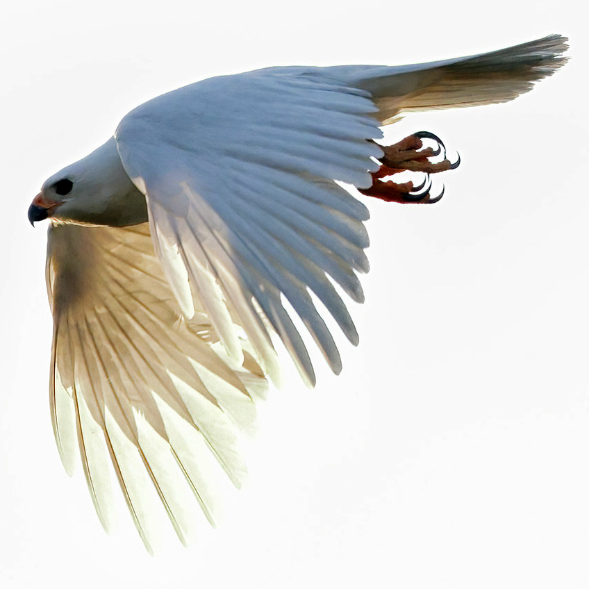 Светлый ястреб (Accipiter novaehollandiae) Фото №7