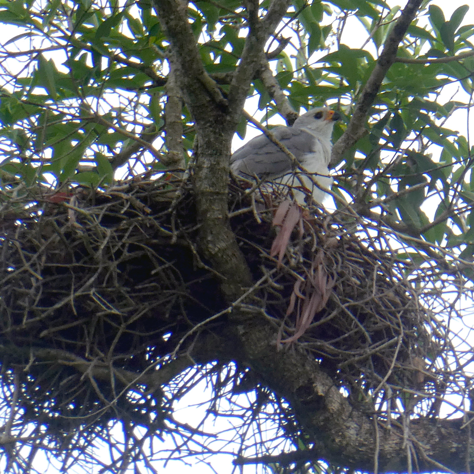 Светлый ястреб (Accipiter novaehollandiae) Фото №8