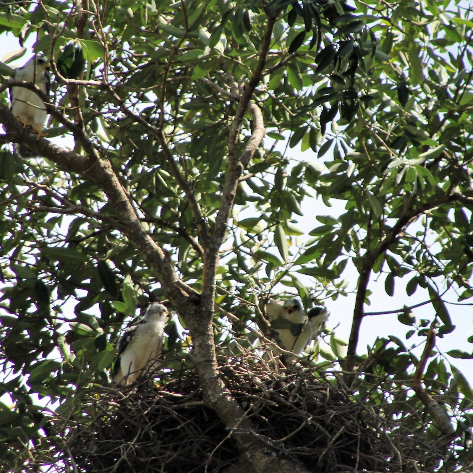 Светлый ястреб (Accipiter novaehollandiae) Фото №9