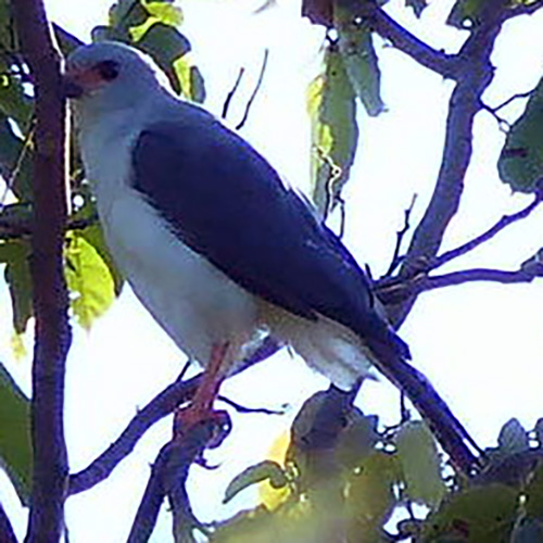 Новогвинейский пепельноголовый тетеревятник (Accipiter poliocephalus) Фото №4