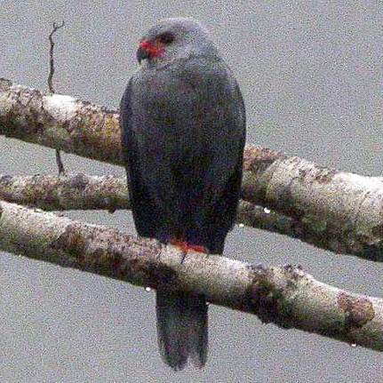Новогвинейский пепельноголовый тетеревятник (Accipiter poliocephalus) Фото №6