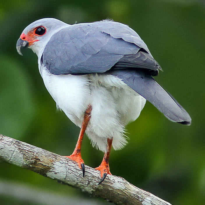 Новогвинейский пепельноголовый тетеревятник (Accipiter poliocephalus) Фото №7