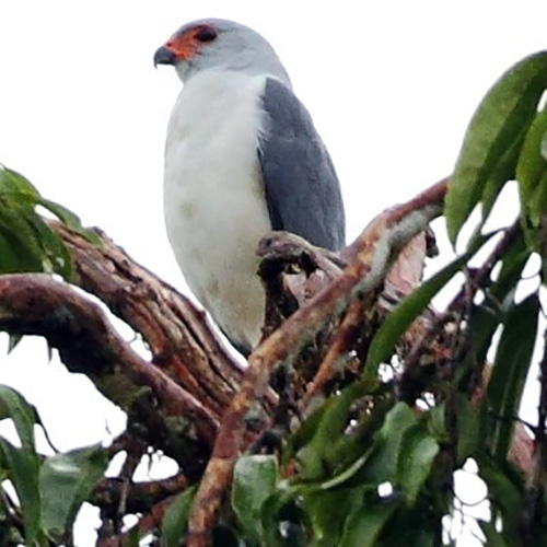 Новогвинейский пепельноголовый тетеревятник (Accipiter poliocephalus) Фото №8