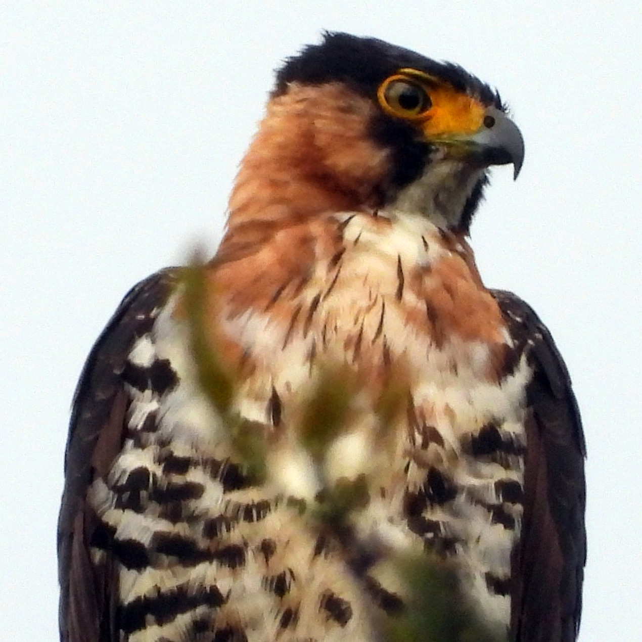 Серобрюхий ястреб (Accipiter poliogaster) Фото №10