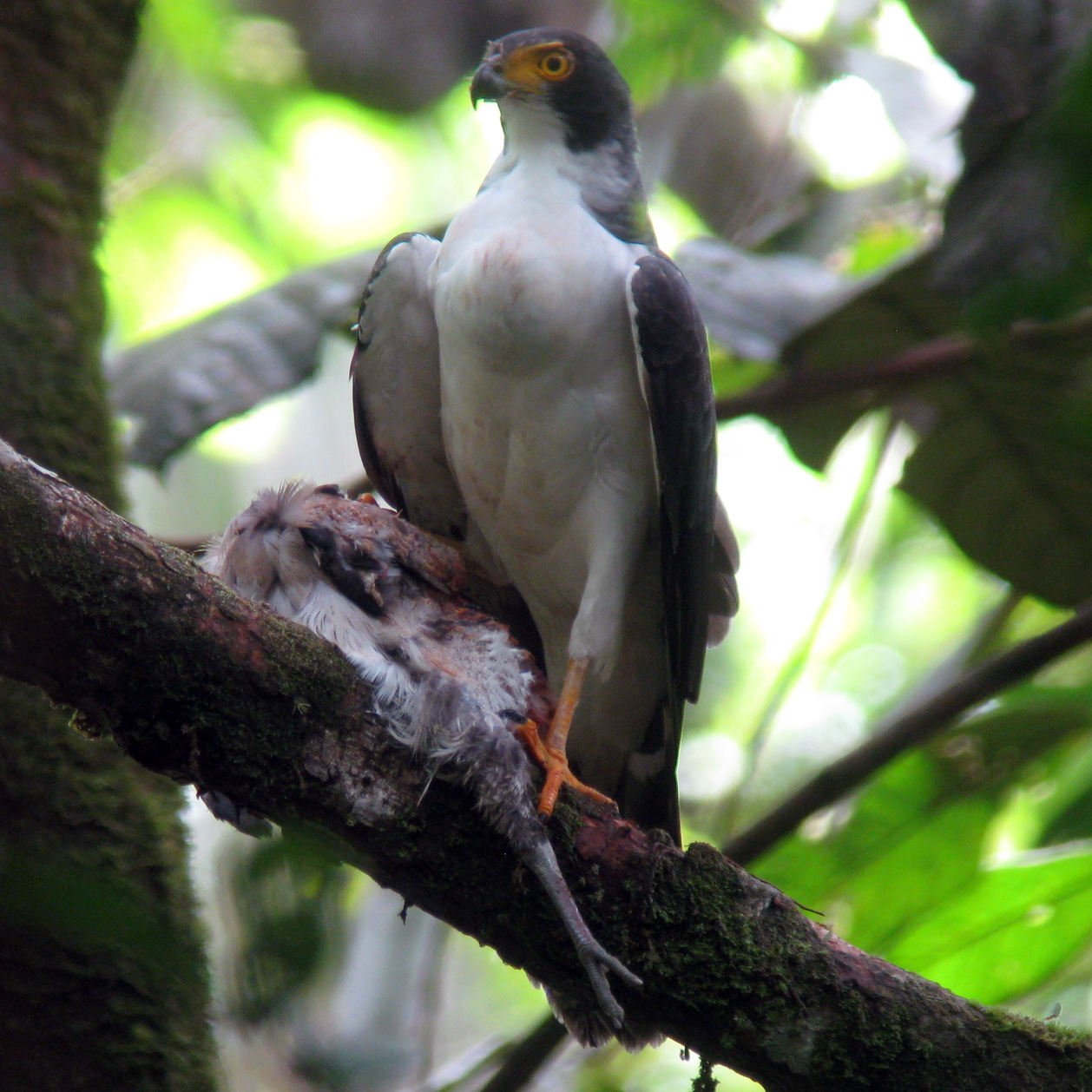 Серобрюхий ястреб (Accipiter poliogaster) Фото №2