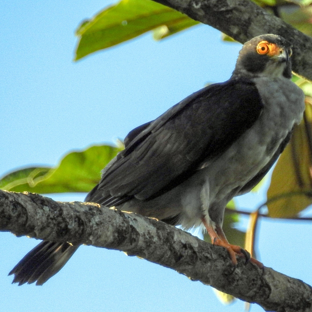 Серобрюхий ястреб (Accipiter poliogaster) Фото №3