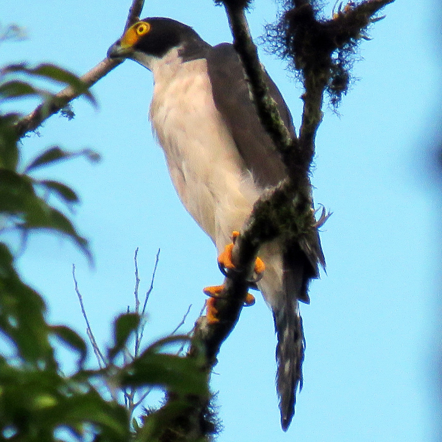 Серобрюхий ястреб (Accipiter poliogaster) Фото №4