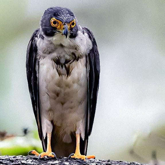 Серобрюхий ястреб (Accipiter poliogaster) Фото №5