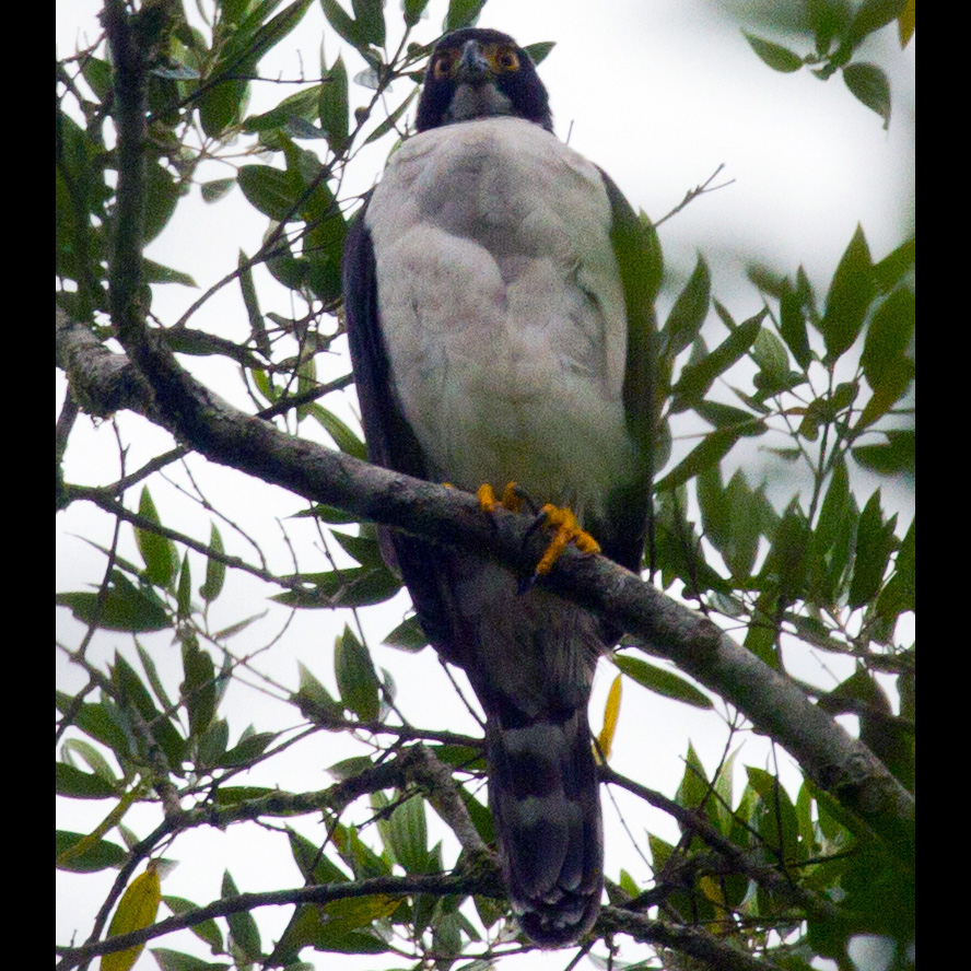 Серобрюхий ястреб (Accipiter poliogaster) Фото №6