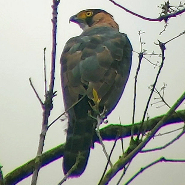 Серобрюхий ястреб (Accipiter poliogaster) Фото №7