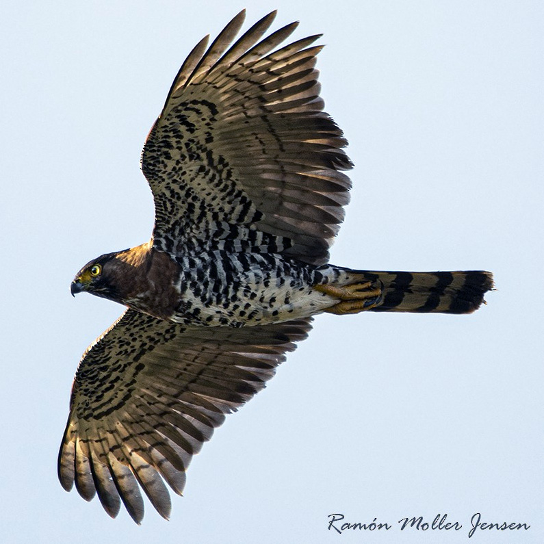 Серобрюхий ястреб (Accipiter poliogaster) Фото №8