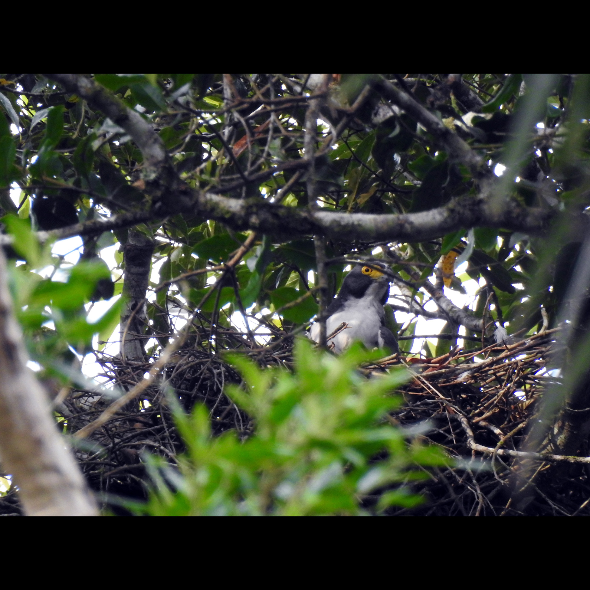 Серобрюхий ястреб (Accipiter poliogaster) Фото №9