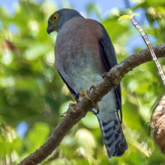 Винногрудый перепелятник (Accipiter rhodogaster) Фото №2