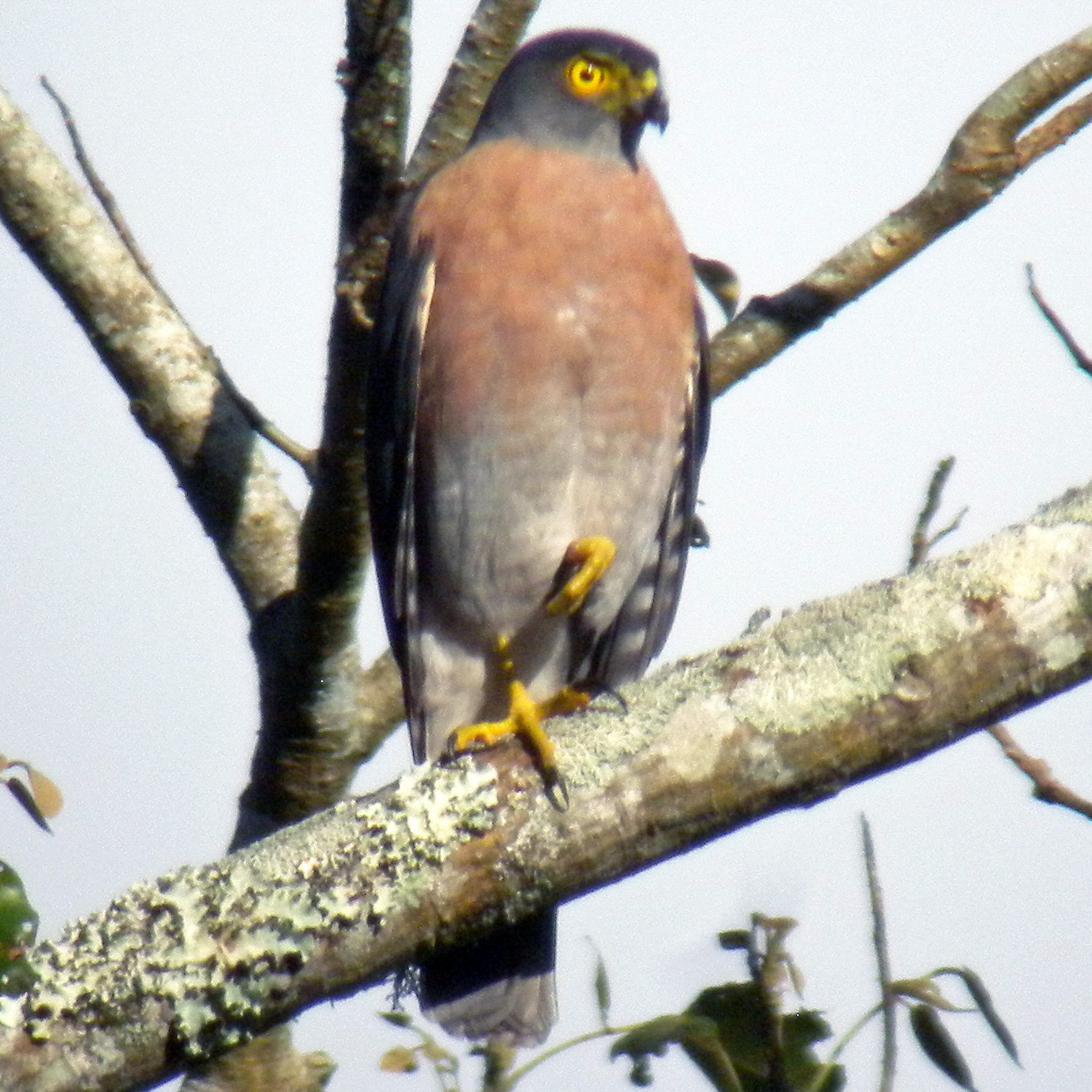 Винногрудый перепелятник (Accipiter rhodogaster) Фото №3