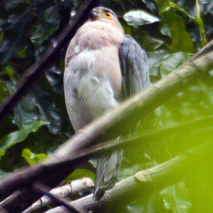 Винногрудый перепелятник (Accipiter rhodogaster) Фото №7
