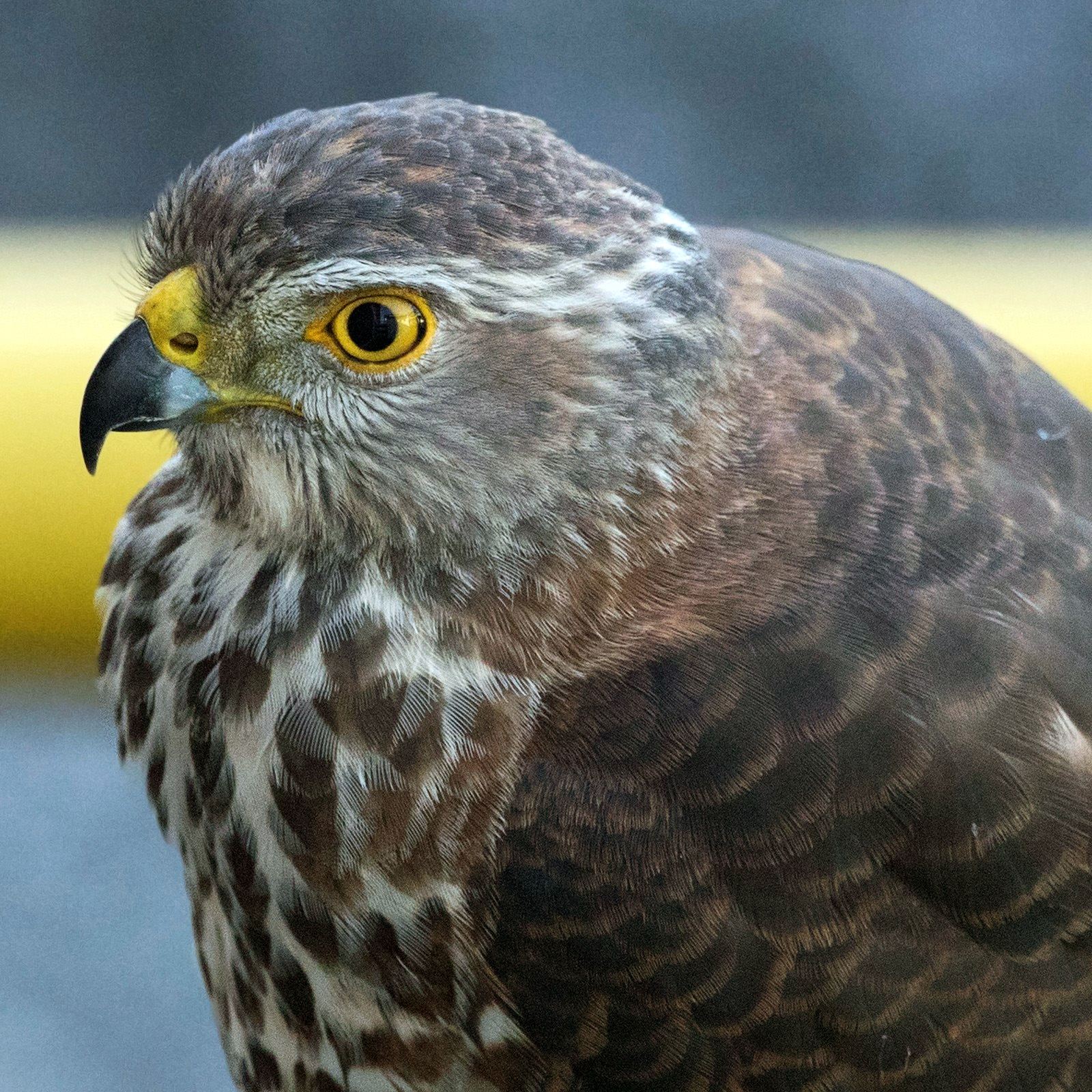 Фиджийский ястреб (Accipiter rufitorques) Фото №10