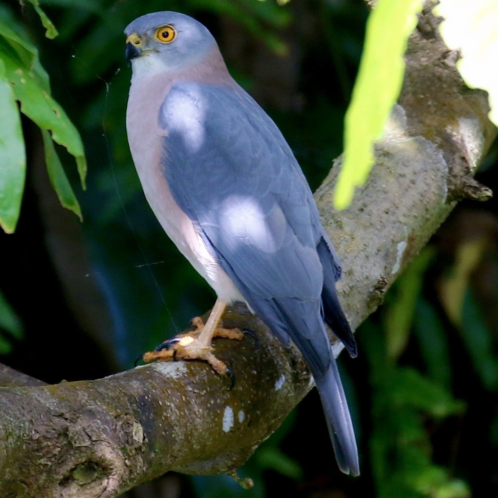 Фиджийский ястреб (Accipiter rufitorques) Фото №2