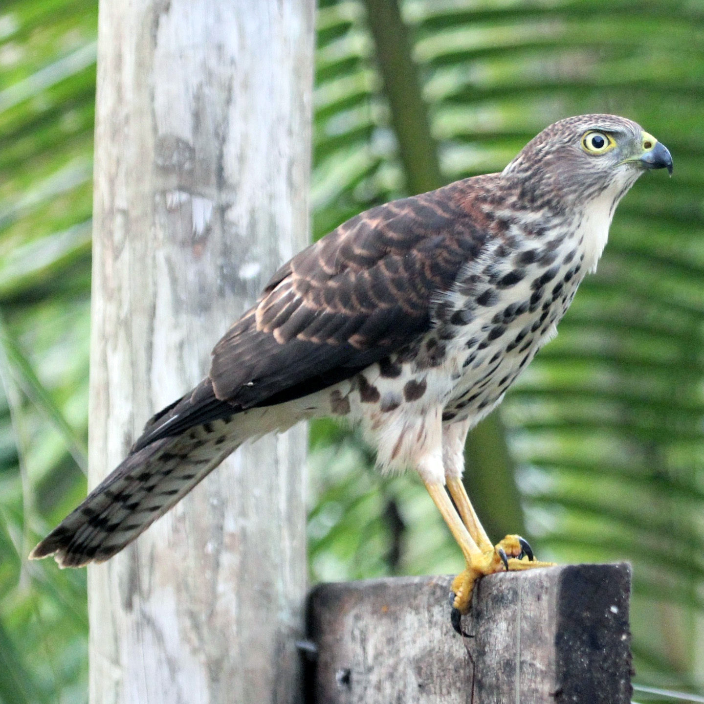 Фиджийский ястреб (Accipiter rufitorques) Фото №3