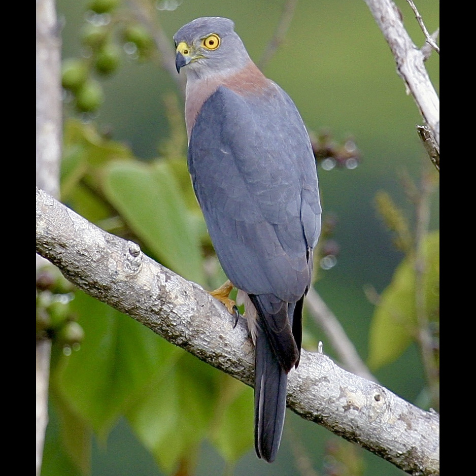 Фиджийский ястреб (Accipiter rufitorques) Фото №4