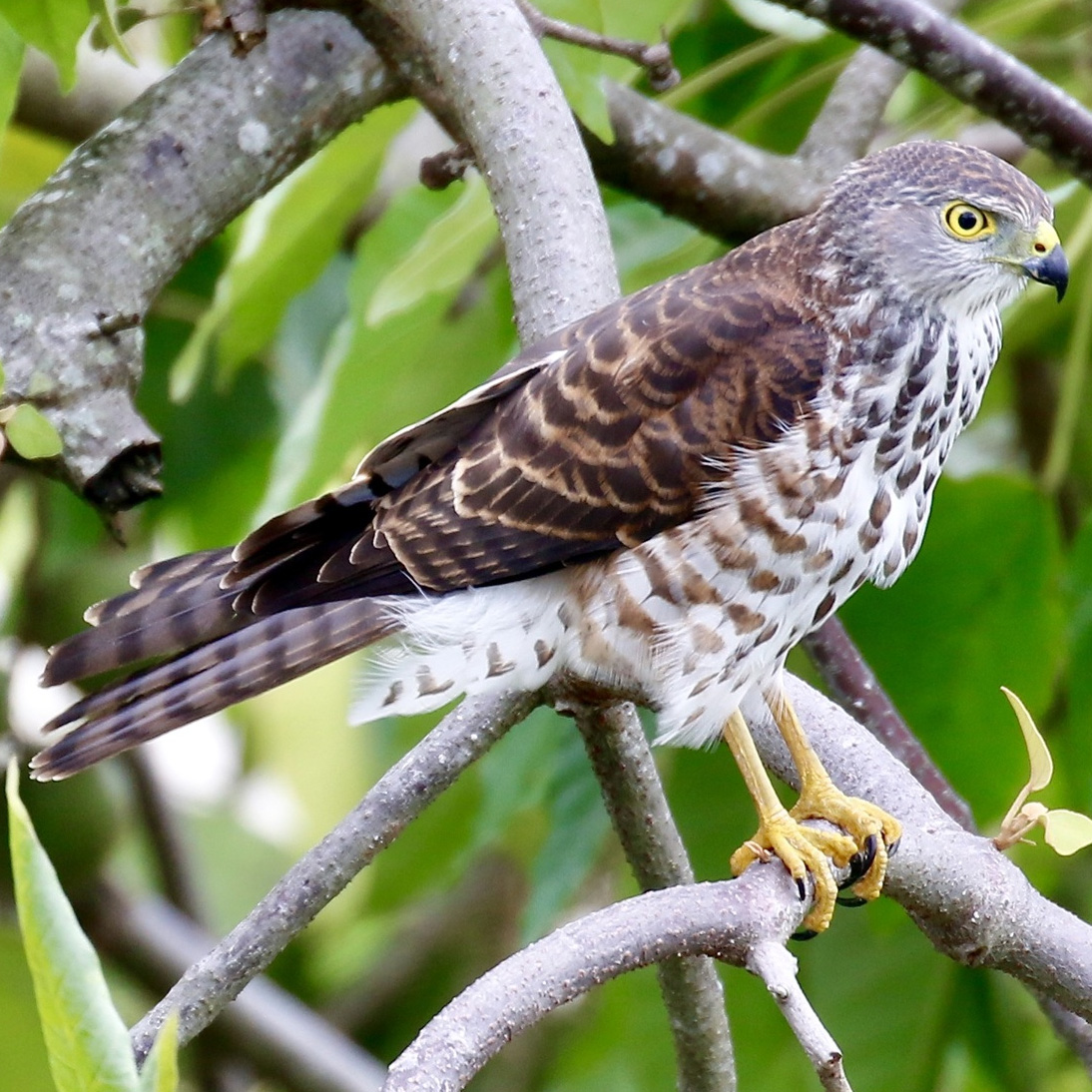 Фиджийский ястреб (Accipiter rufitorques) Фото №5