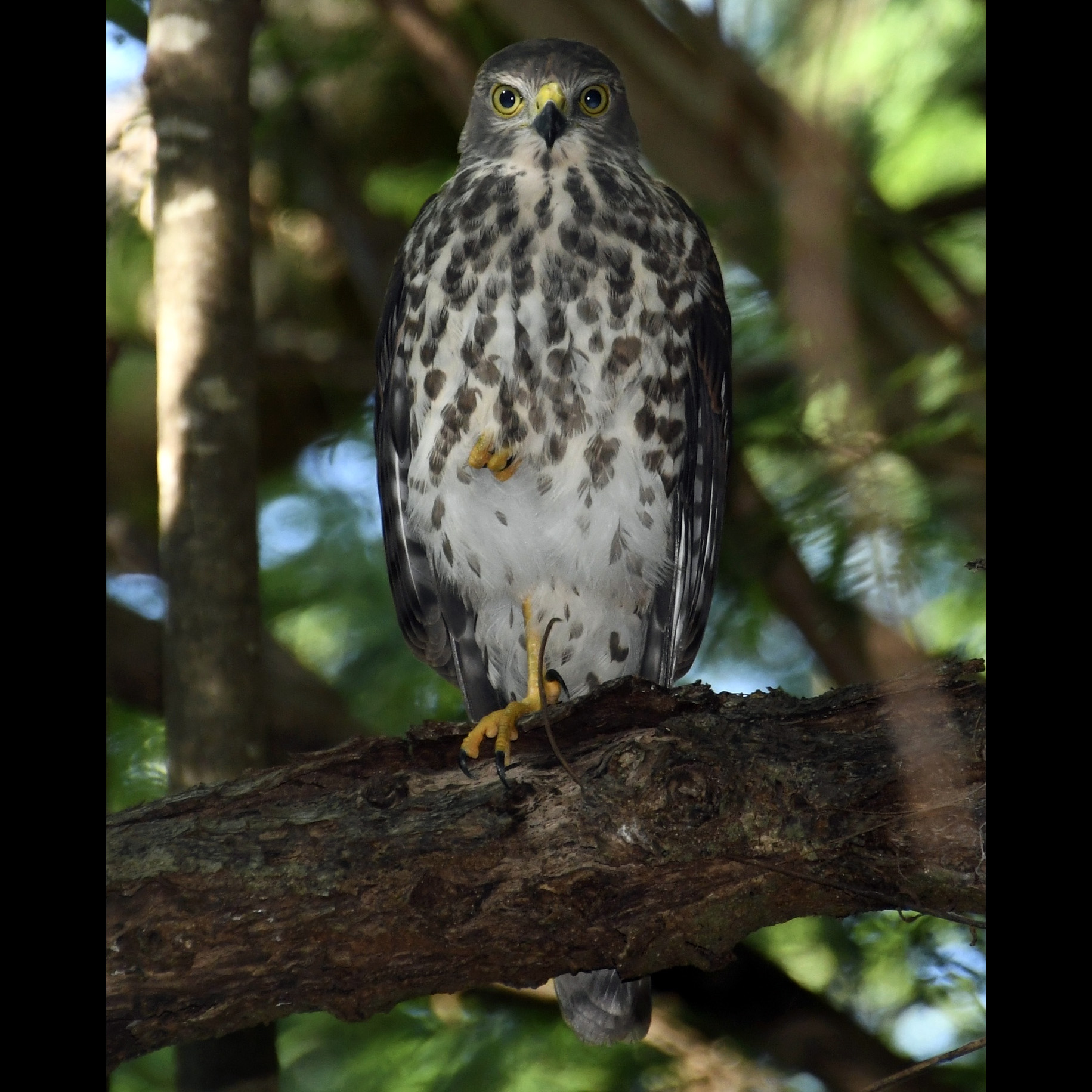 Фиджийский ястреб (Accipiter rufitorques) Фото №6