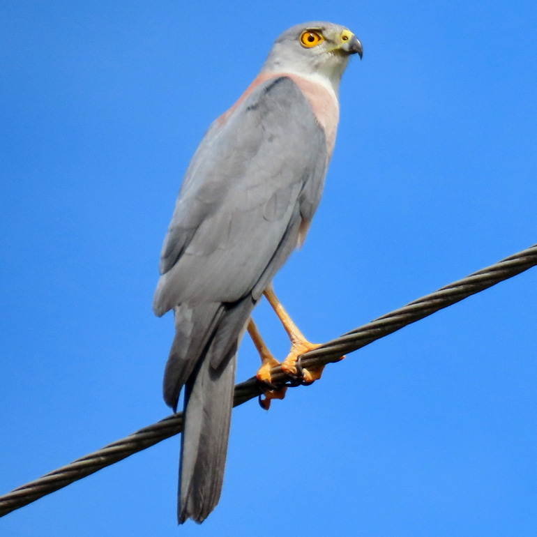 Фиджийский ястреб (Accipiter rufitorques) Фото №7