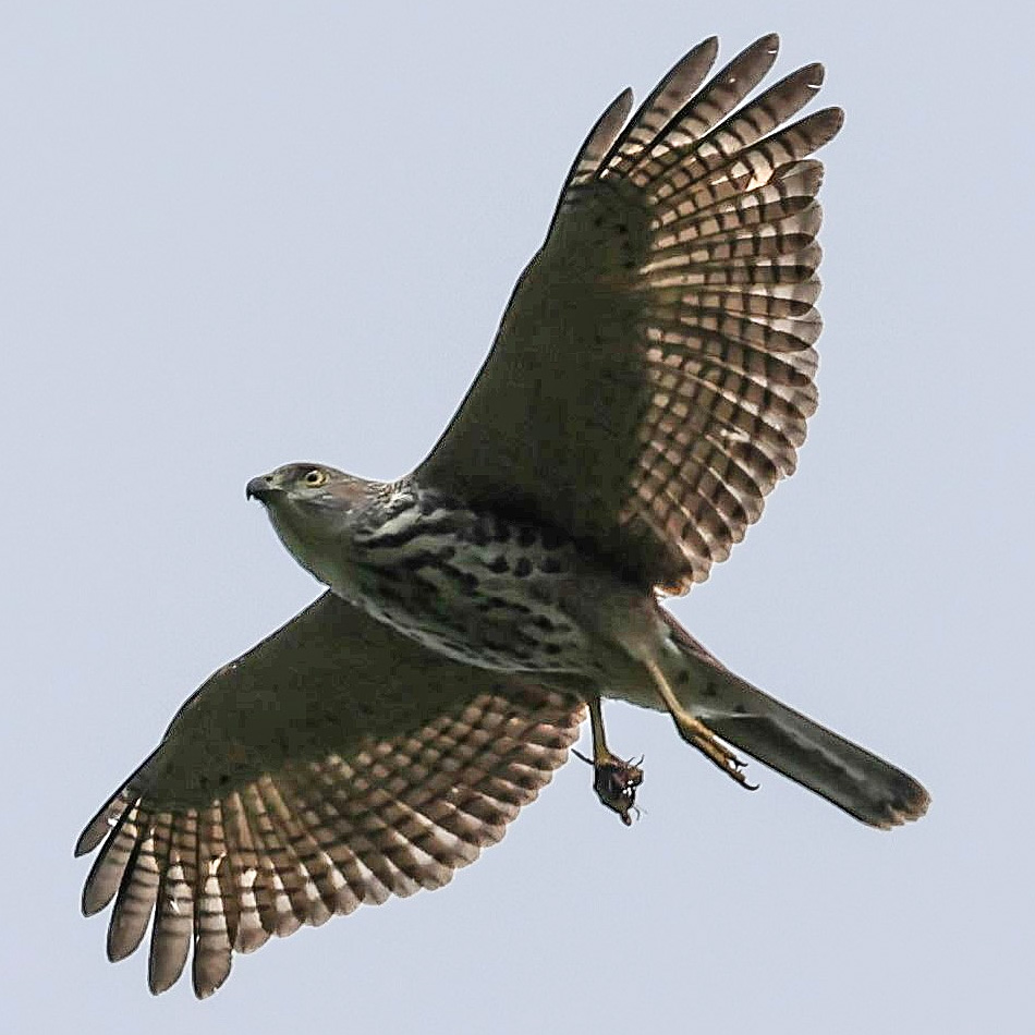 Фиджийский ястреб (Accipiter rufitorques) Фото №8