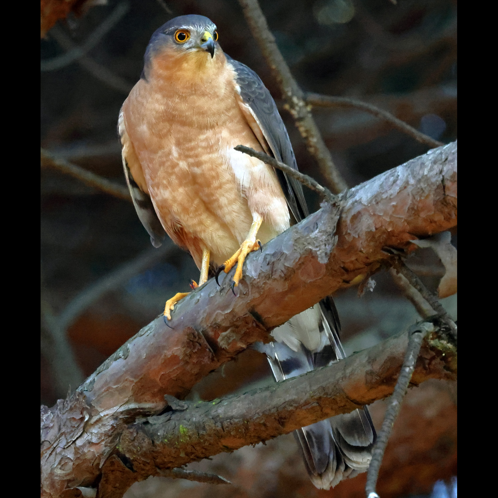 Краснобрюхий перепелятник (Accipiter rufiventris) Фото №2