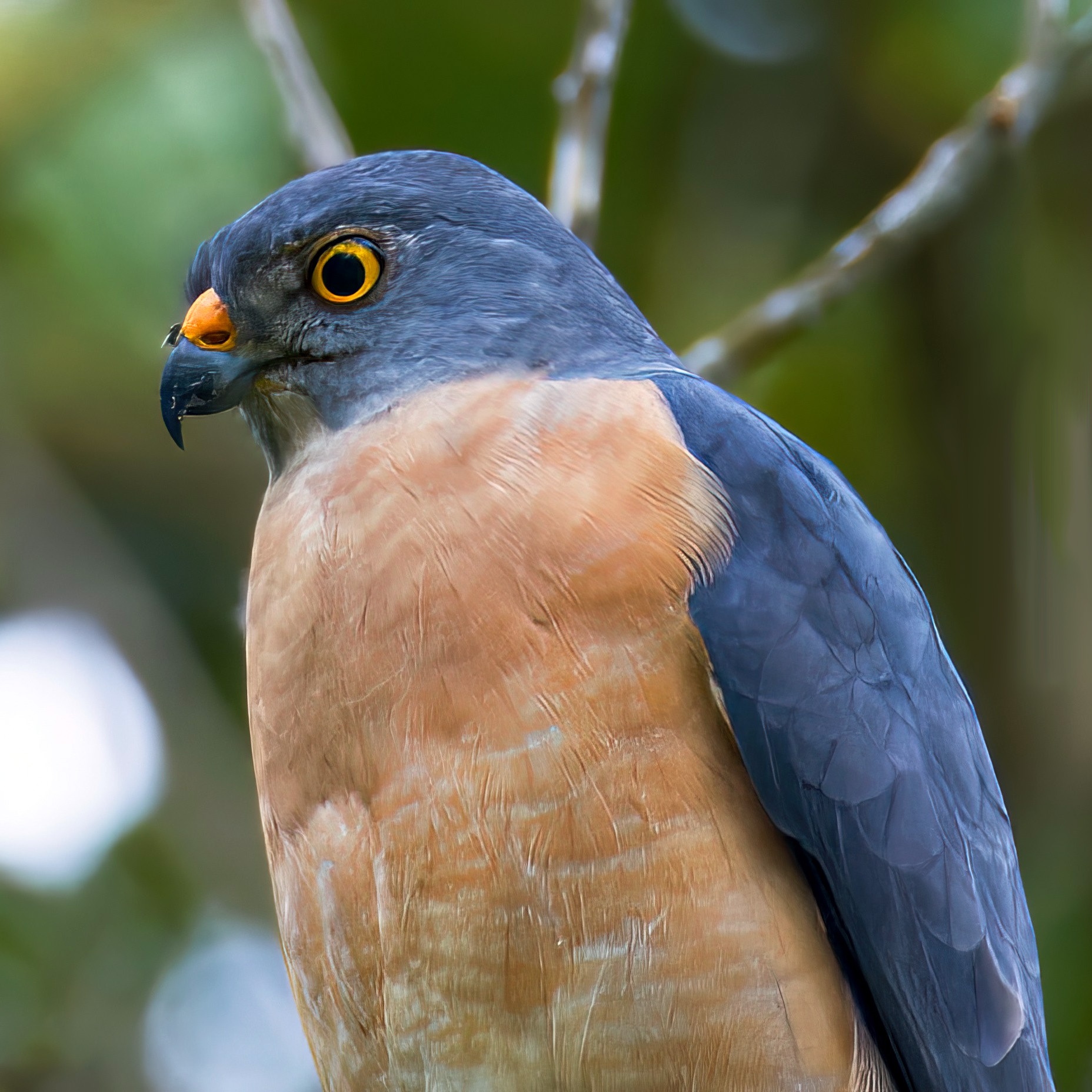 Короткопалый ястреб (Accipiter soloensis) Фото №10