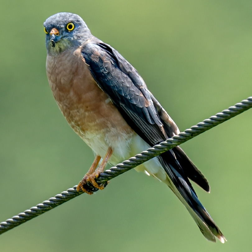 Короткопалый ястреб (Accipiter soloensis) Фото №2