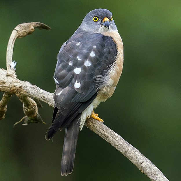 Короткопалый ястреб (Accipiter soloensis) Фото №3