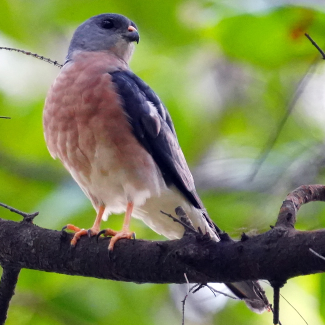 Короткопалый ястреб (Accipiter soloensis) Фото №4