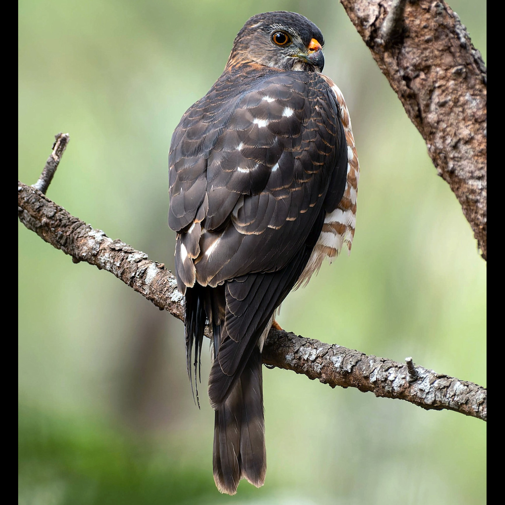 Короткопалый ястреб (Accipiter soloensis) Фото №5