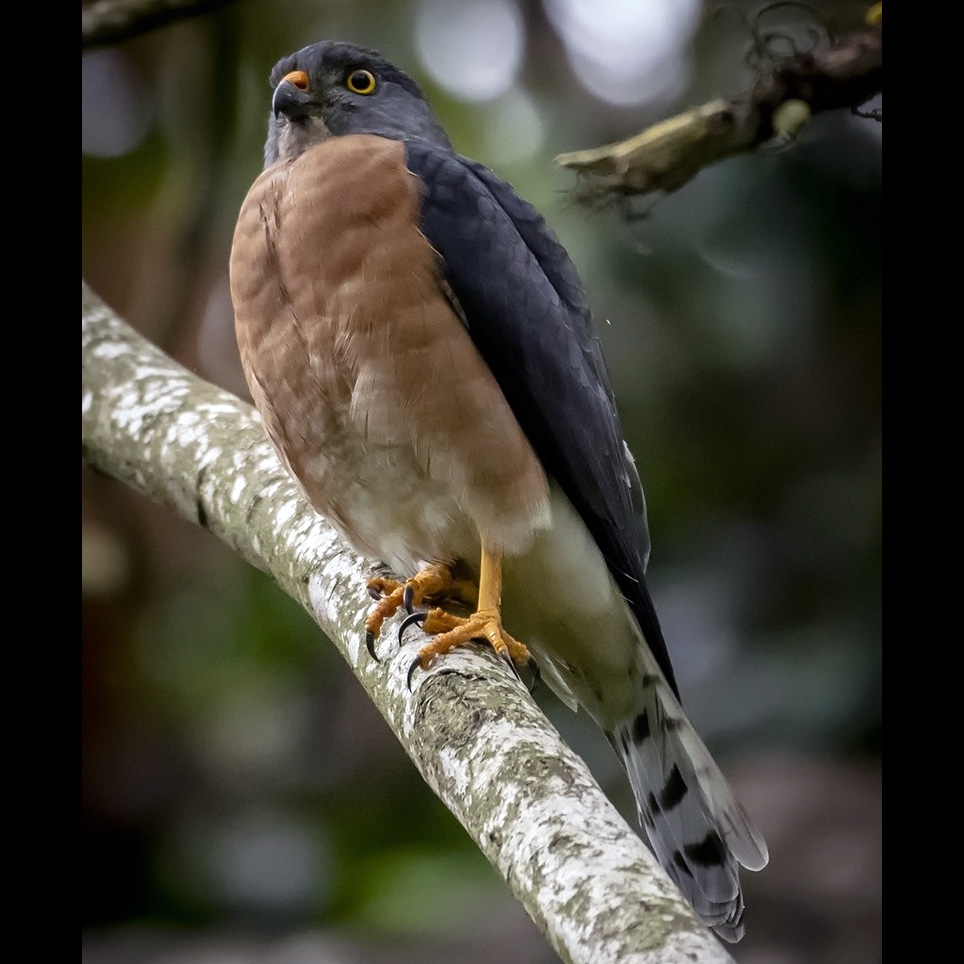 Короткопалый ястреб (Accipiter soloensis) Фото №6