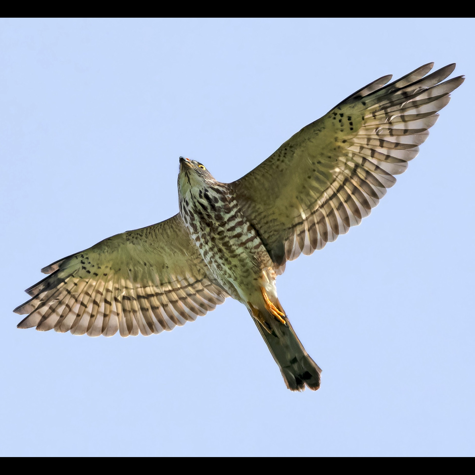 Короткопалый ястреб (Accipiter soloensis) Фото №7