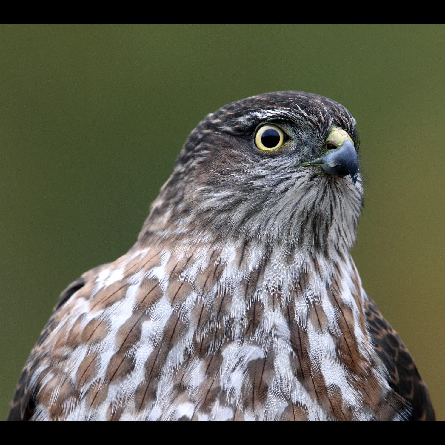Полосатый ястреб (Accipiter striatus) Фото №10
