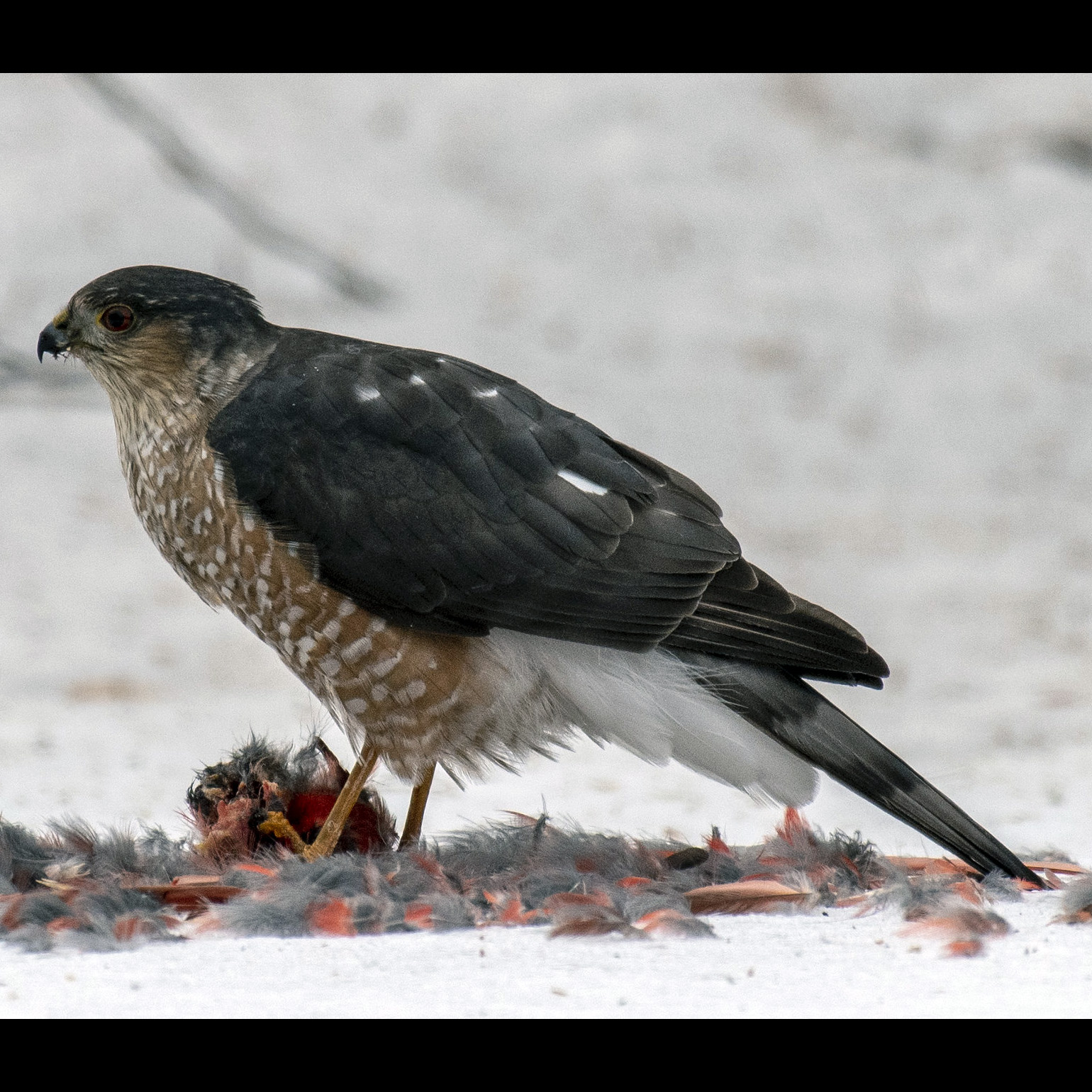 Полосатый ястреб (Accipiter striatus) Фото №2