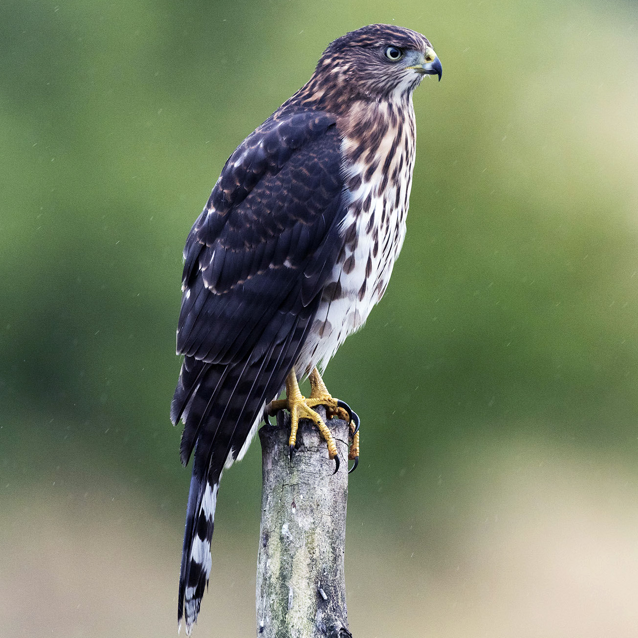 Полосатый ястреб (Accipiter striatus) Фото №3