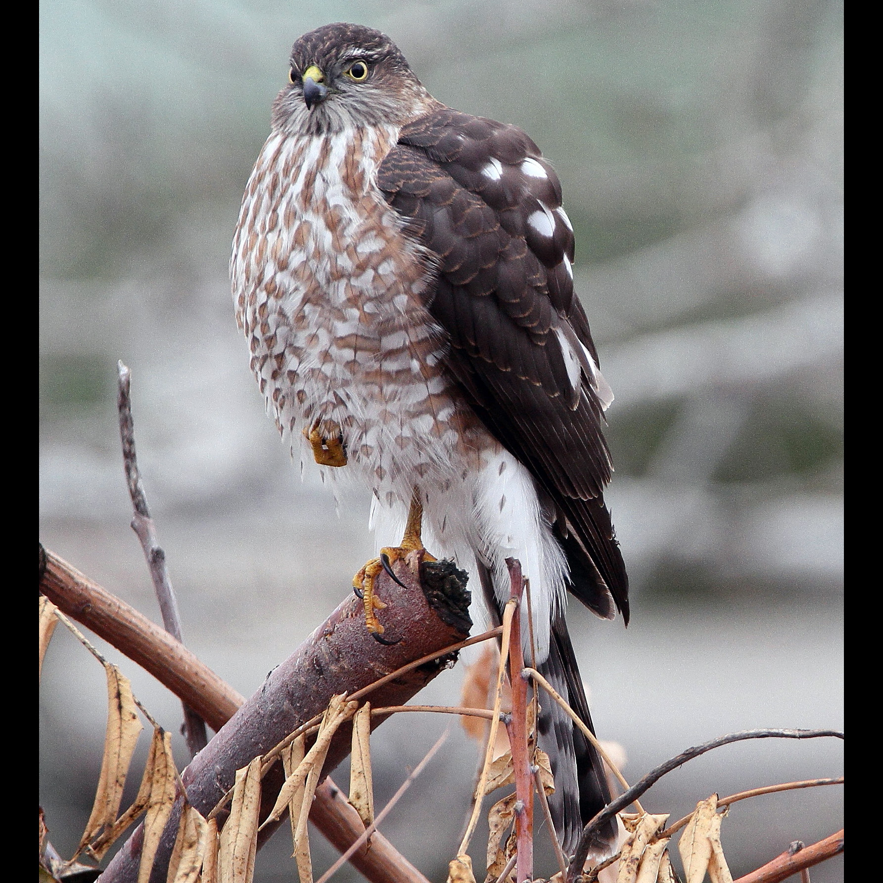 Полосатый ястреб (Accipiter striatus) Фото №4