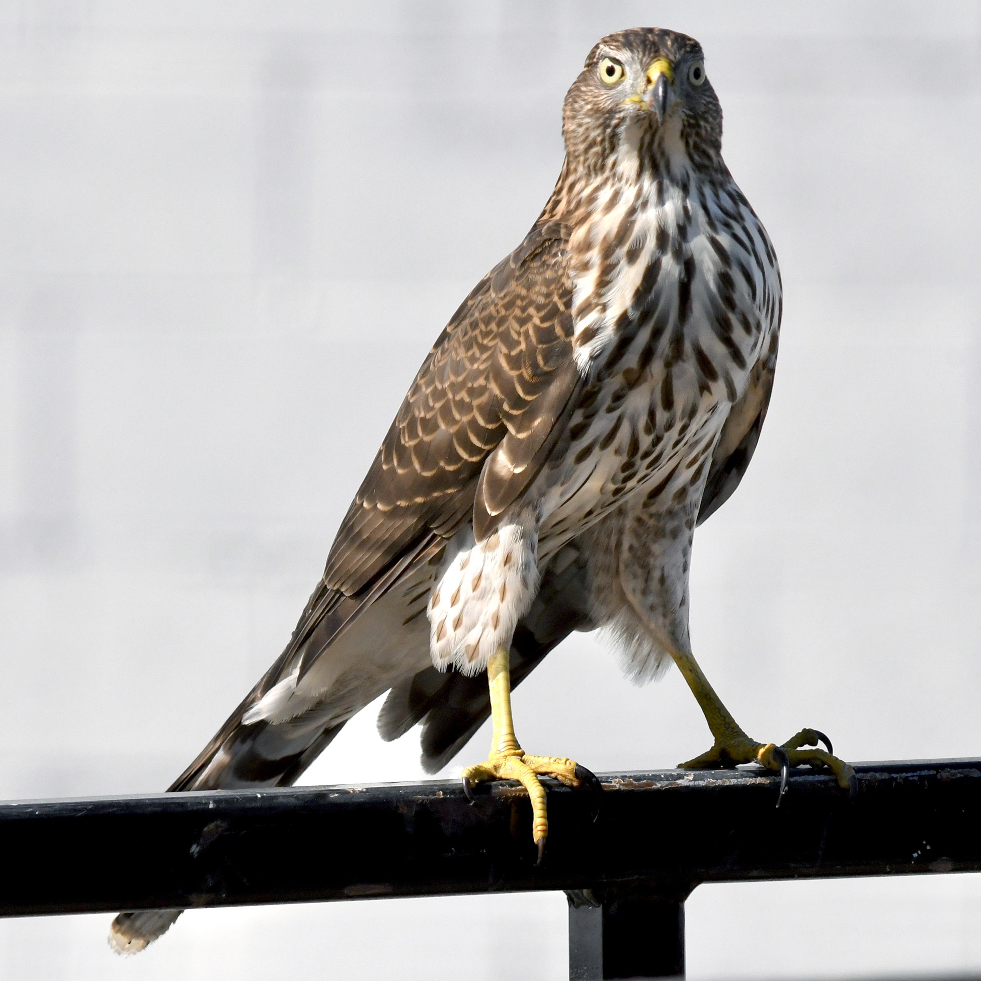 Полосатый ястреб (Accipiter striatus) Фото №5
