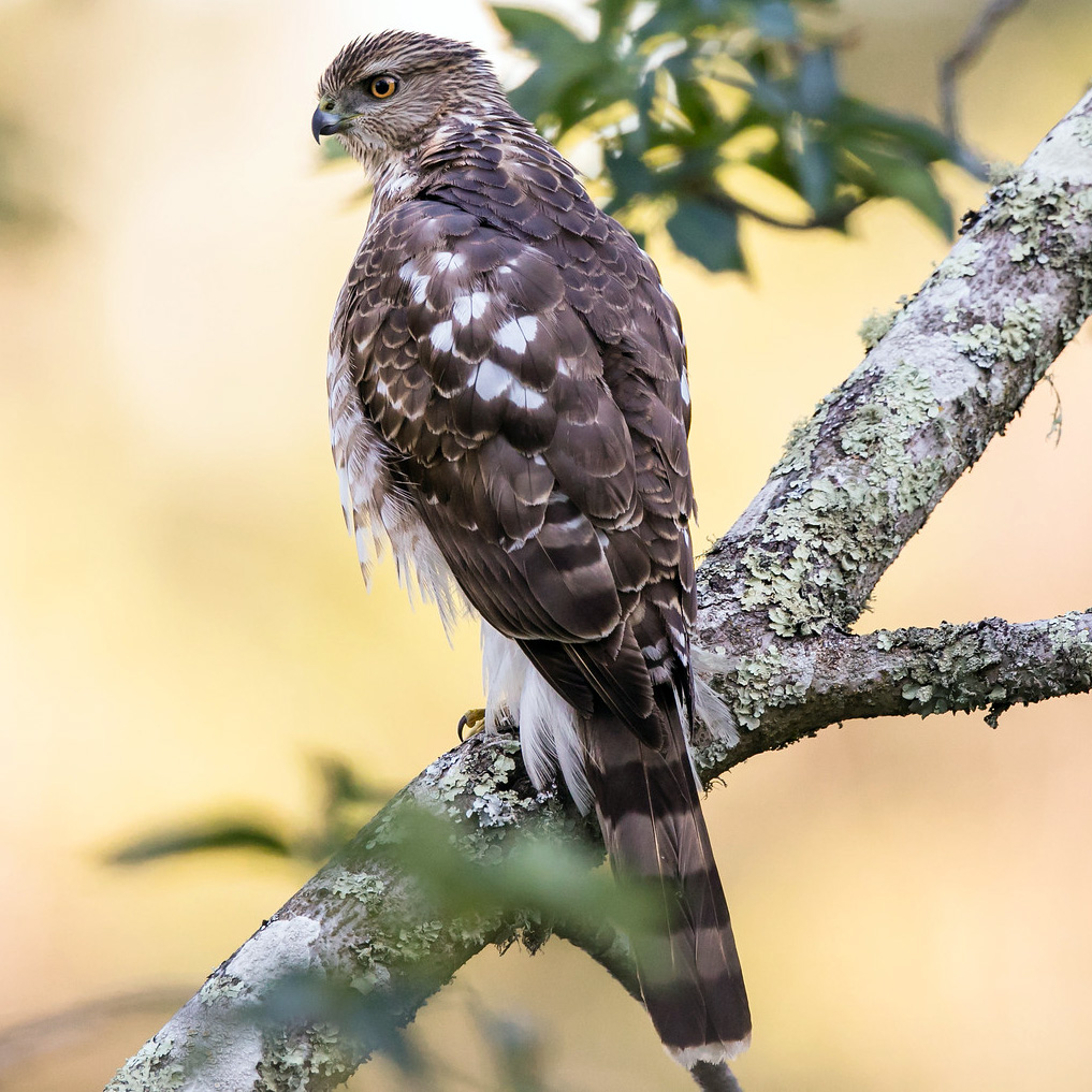 Полосатый ястреб (Accipiter striatus) Фото №6