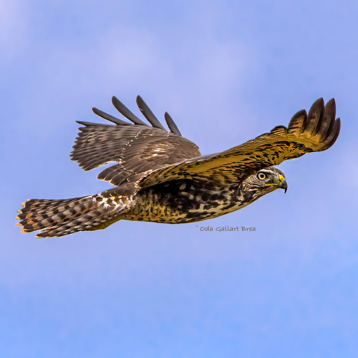 Полосатый ястреб (Accipiter striatus) Фото №7