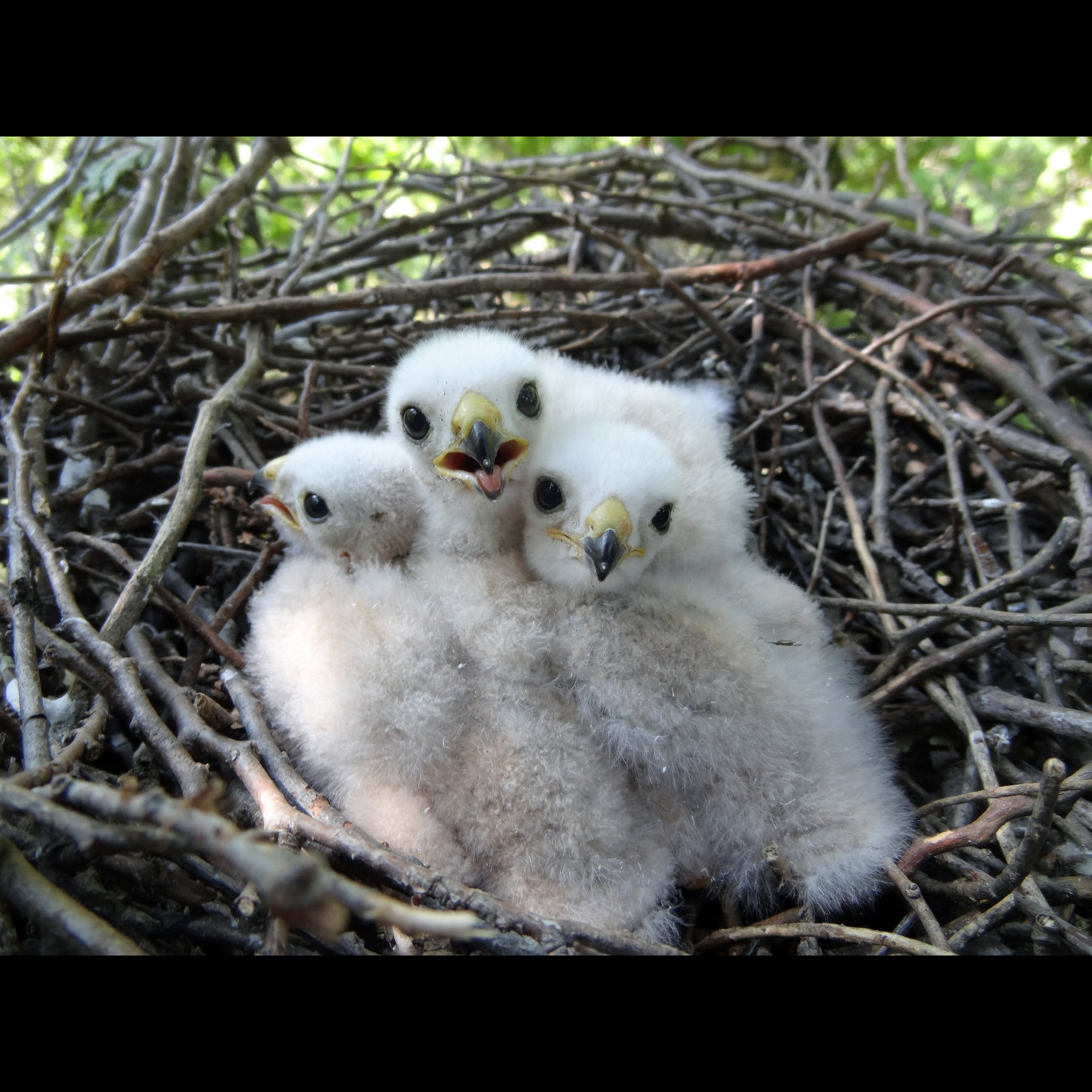 Полосатый ястреб (Accipiter striatus) Фото №9