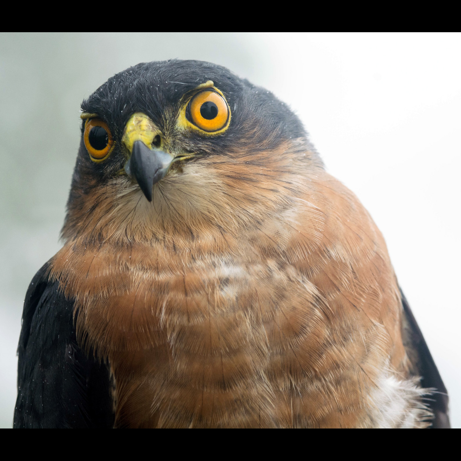 Ястреб-крошка (Accipiter superciliosus) Фото №10